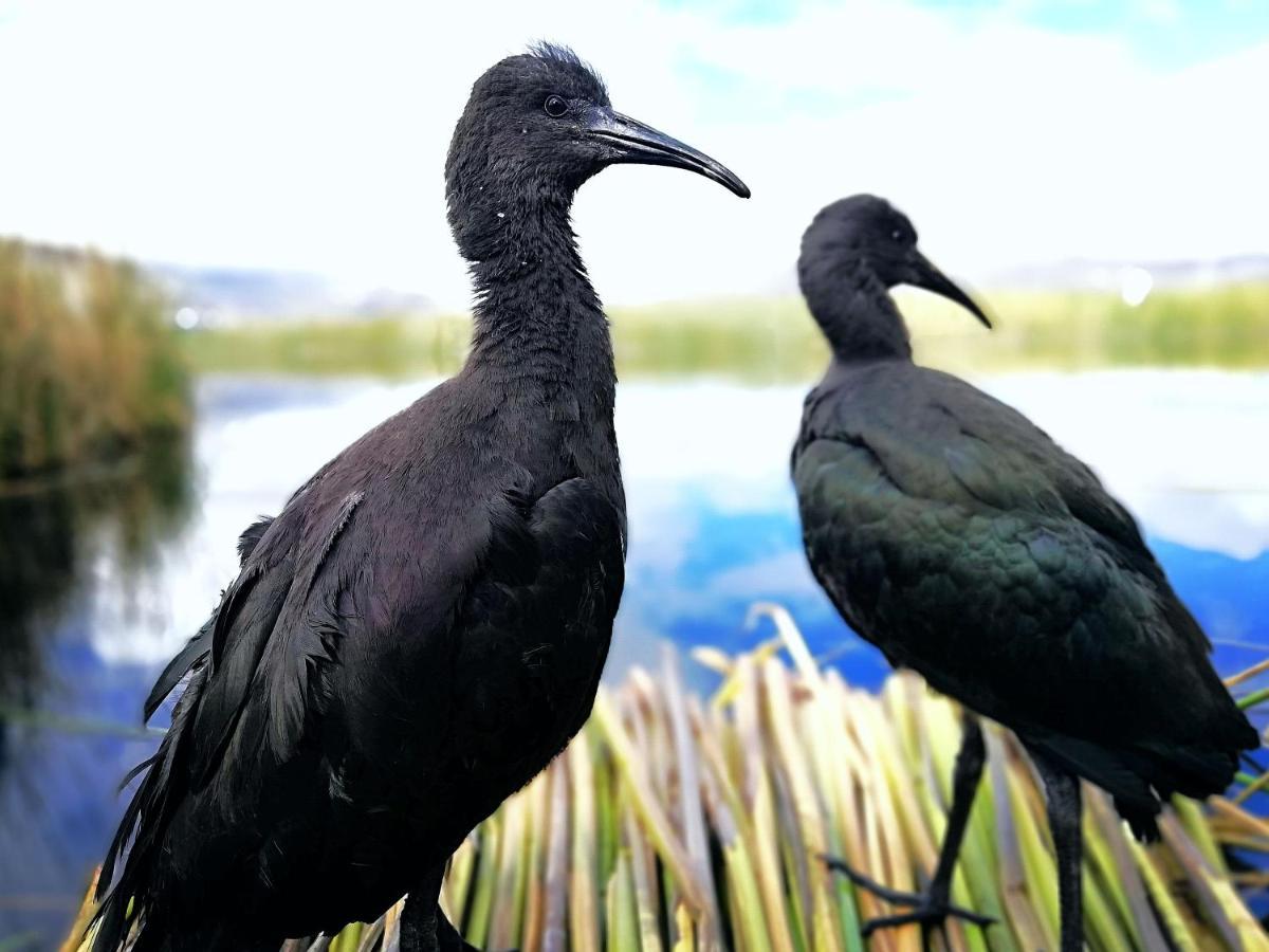 Ecoturismo, Los Uros Puno Dış mekan fotoğraf