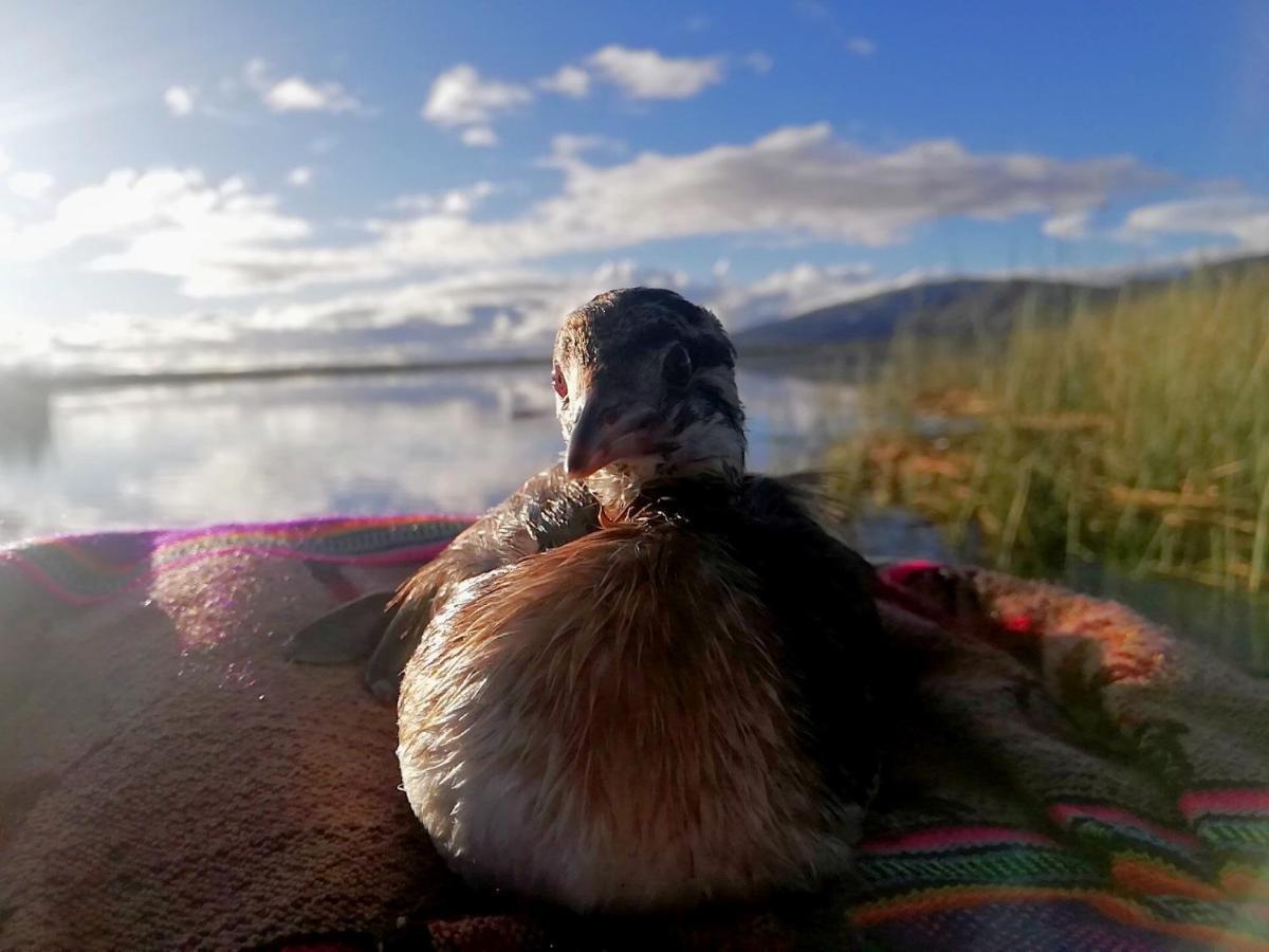 Ecoturismo, Los Uros Puno Dış mekan fotoğraf